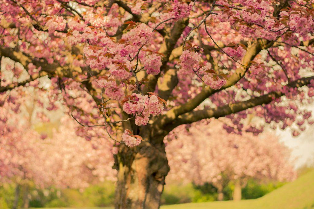 Cherry Blossom Tree In Close Up Photo 845893