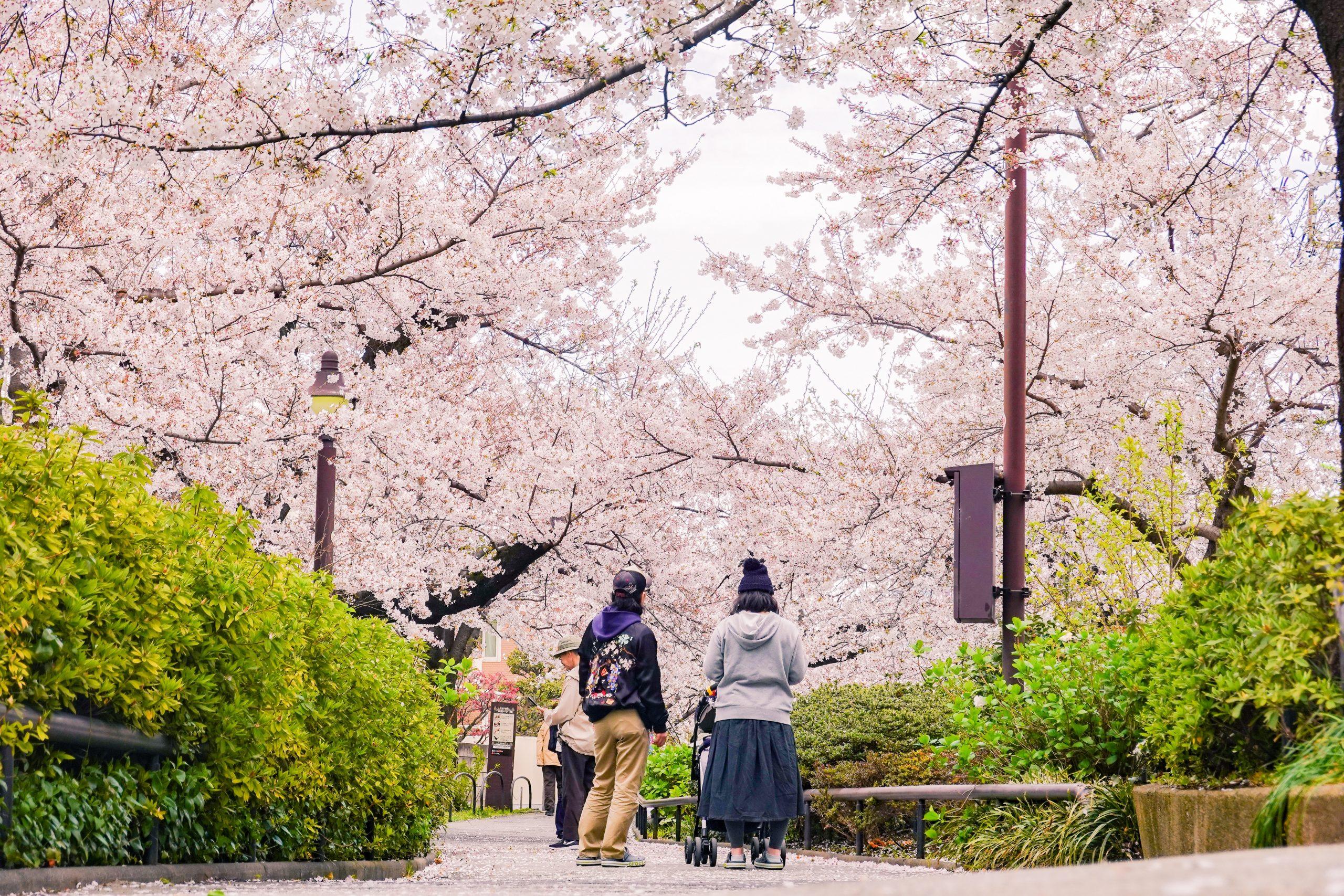 Man And Woman Walking On Pathway Surrounded By Trees 4012908