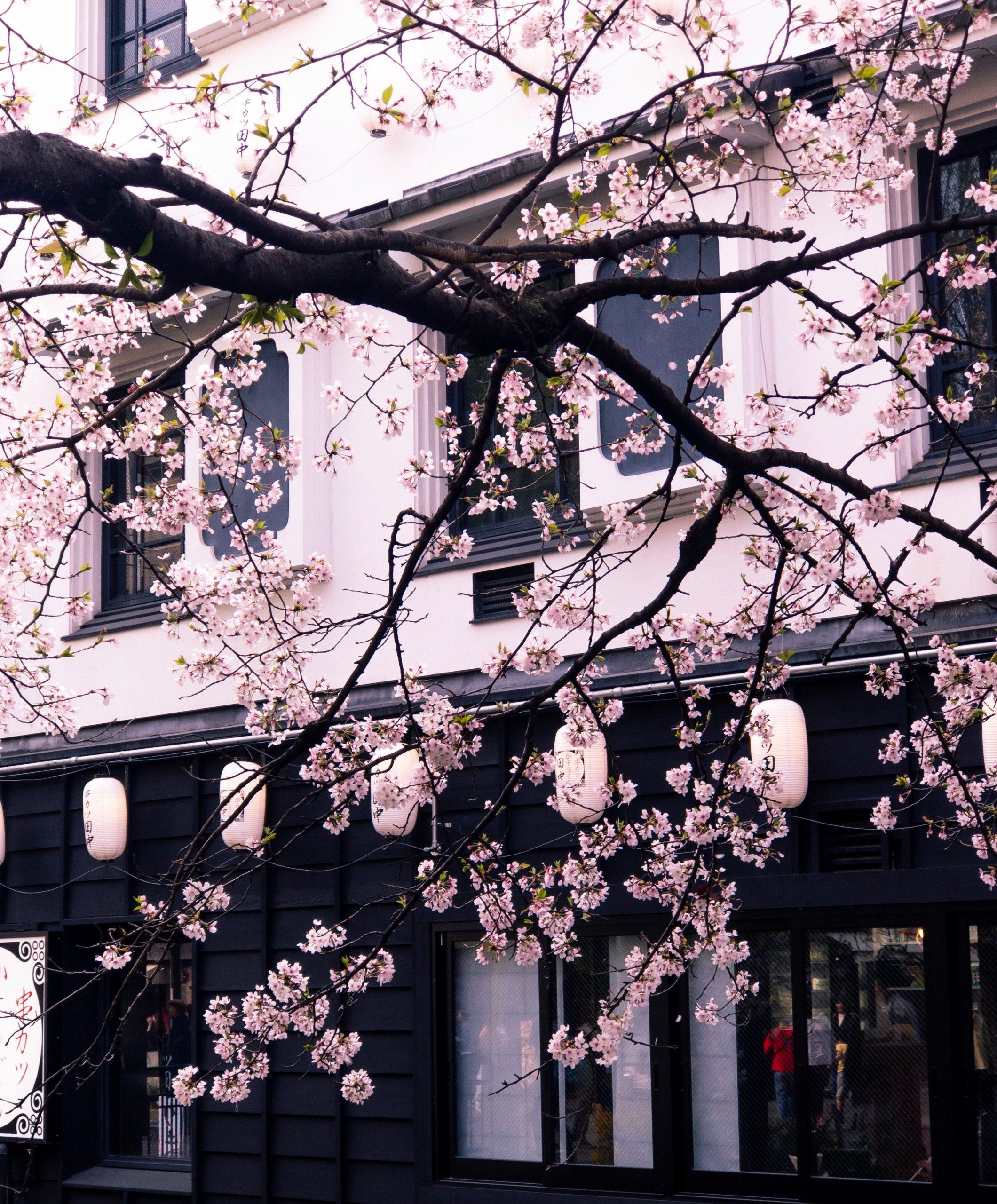 Photo Of Cherry Blossom Tree In Front Of A Building 2179424