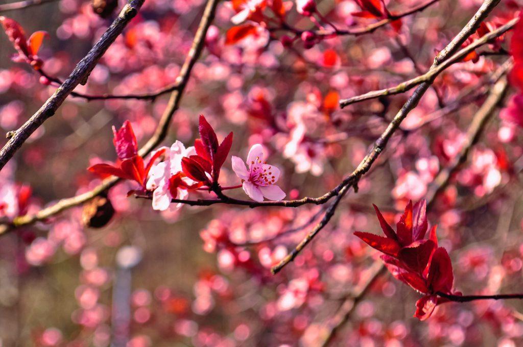 Pink Cherry Blossom In Bloom 4071668