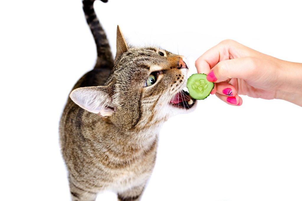 Are Cats Scared Of Cucumbers