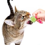 Are Cats Scared Of Cucumbers